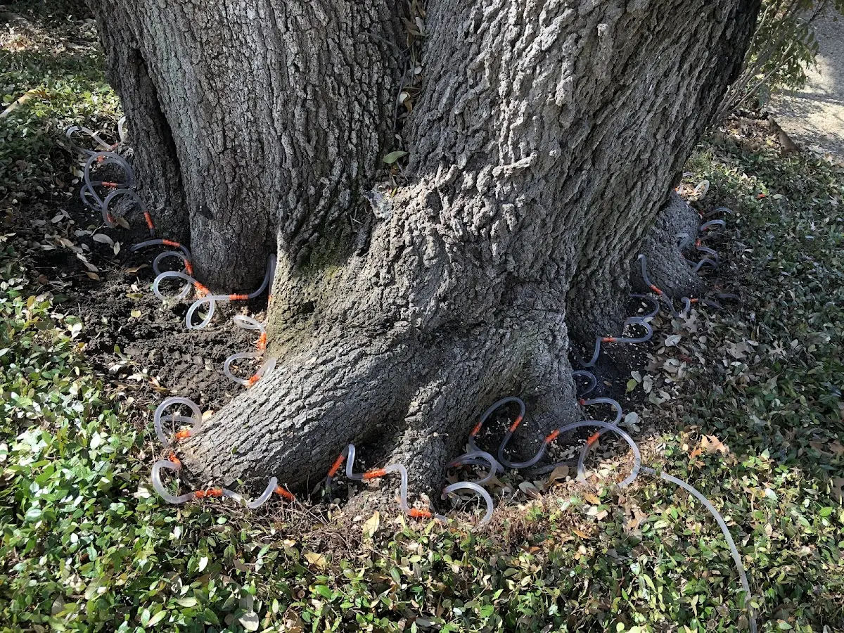 Detailed Tree Cabling and Bracing job site in Brundidge