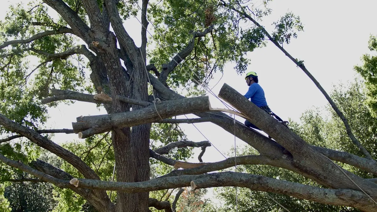 Professional Crown Thinning performed by certified arborists in Brundidge