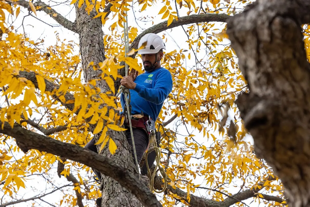 Skilled Tree Pruning crew working in Brundidge