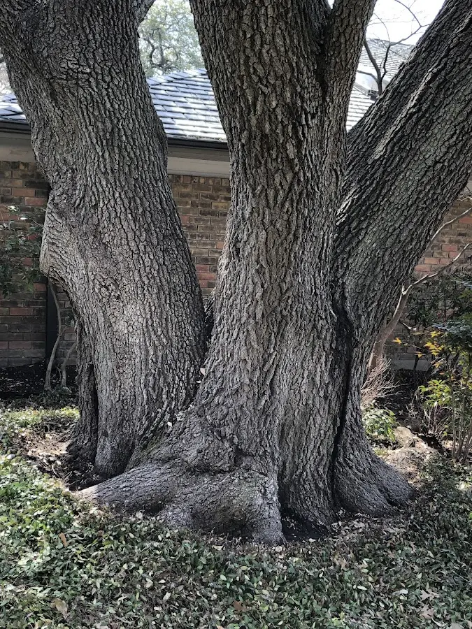 Mature heritage tree close to a Brundidge property cared for by certified arborists